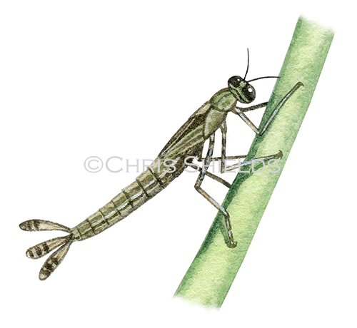 Illustration of Damselfly Nymph (Erythromma) (#1286)