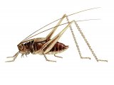 Illustration of Dark Bush Cricket (Pholidoptera griseoaptera) (#2577)