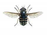 Illustration of Dark Giant Horsefly (Tabanus sudeticus) (#4069)