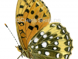 Illustration of Dark Green Fritillary (Argynnis aglaja) (#0297)