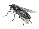 Illustration of Dark Horsefly (Hybomitra bimcaulata) (#2408)