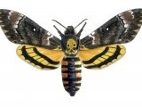 Illustration of Deaths head Hawkmoth (Acherontia atropos) (#0870)