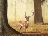 Illustration of Deer (Fallow) Dama dama (#3673)
