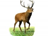 Illustration of Deer (Red) Stag (Cervus elaphus) (#2053)