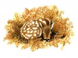 Illustration of Deer (Roe) Fawn (Capreolus capreolus) (#0243)