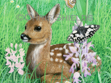 Illustration of Deer (Roe) Fawn (Capreolus capreolus) (#4716)