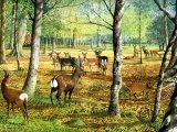 Illustration of Deer Woodland (#0560)