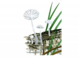 Illustration of Delicatula integrella (#4044)