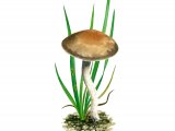 Illustration of Dermoloma josserandii var. josserandii (#4060)