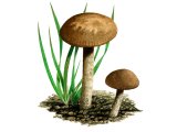 Illustration of Dermoloma pseudocuneifolium (Dark Crazed Cap) (#4055)