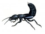 Illustration of Devils Coachhorse (Ocypus olens) (#0937)