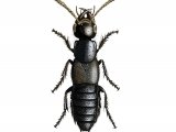 Illustration of Devils Coachhorse (Ocypus olens) (#2294)