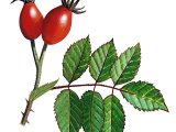Illustration of Dog Rose hips (Rosa canina) (#2783)