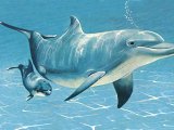 Illustration of Dolphin (Bottle Nosed) Tursiops truncatus (#1334)