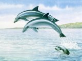 Illustration of Dolphin (Bottle Nosed) Tursiops truncatus (#1852)