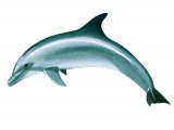 Illustration of Dolphin (Bottle Nosed) Tursiops truncatus (#1853)