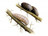 Illustration of Beetle - Larvae & Pupal Cocoon (Donacia vulgaris) (#0938)