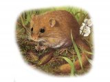 Illustration of Dormouse (Muscardinus avellanarius) (#4085)
