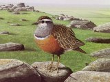 Illustration of Dotterel (Charadrius morinellus) (#3721)