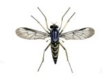 Illustration of Downlooker Snipefly (Rhagio scolopaceus) (#2530)