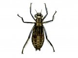 Illustration of Dragonfly Nymph (darter or chaser) (#1283)