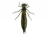 Illustration of Dragonfly Nymph (hawker) (#1285)