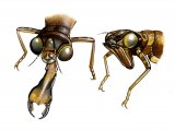 Illustration of Dragonfly Nymph (mouthparts) (#1282)