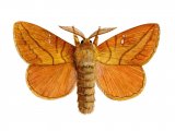 Illustration of Drinker Moth (Euthrix potatoria) (#1247)