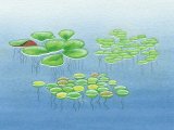 Illustration of Duckweeds - Great Duckweed (Spirodela poyrhiza) Common Dickweed (Lemma minor) Fat Duckweed (L. gibba) (#4355)