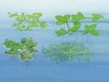 Illustration of Duckweeds - Ivy-leaved Duckweed (Lemma triscula) Rootless duckweed (Wolffia arrhiza) Water Fern (Azolla filiculoides) Crystalwort (Riccia flutans) (#4356)