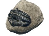 Illustration of Dudley locust fossil Calymene (#0118)