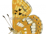Illustration of Duke od Burgundy Fritillary (Hamearis lucina) (#2165)