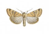 Illustration of Dun Bar (Cosmia trapezina) (#2491)