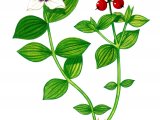 Illustration of Dwarf Cornel (Cornus suecicus) (#0851)