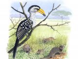 Illustration of Yellow-billed Hornbill (Tockus leucomelas) & Dwarf Mongoose (Helogale parvula) (#3333)