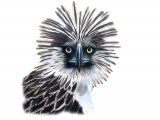 Illustration of Monkey-eating Eagle (Pithecophaga jefferyi) (#0538)