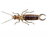 Illustration of Earwig (male) Forticula auricularia (#1462)