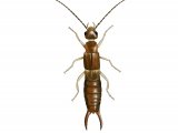Illustration of Earwig (male) Labia minor (#2648)