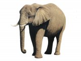 Illustration of Elephant (African) Loxodonta Africana (#4191)