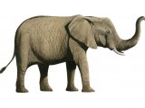 Illustration of Elephant (African) Loxodonta Africana (#4193)