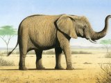 Illustration of Elephant (African) Loxodonta Africana (#4194)