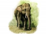 Illustration of Elephant (Asian) Elephas maximus (#0154)