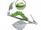 Illustration of Emerald Moth Caterpillar & Ova (Geometra papilionaria) (#2337)