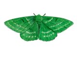 Illustration of Emerald Moth (Geometra papilionaria) (#2892)