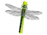 Illustration of Dragonfly (Emperor) Anax imperator (#1291)