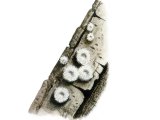 Illustration of Episphaeria fraxinicola (#3614)