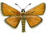 Illustration of Essex Skipper (Thymelicus lineola) (#2160)