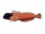Illustration of Blenny (Black-headed) Lipophrys nigriceps (#3047)