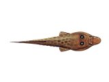 Illustration of Shore Clingfish (Lepadogaster lepadogaster) (#3069)