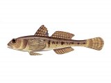 Illustration of Sand Goby (Pomatoschistus minutus) (#3062)